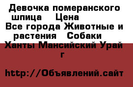 Девочка померанского шпица. › Цена ­ 40 000 - Все города Животные и растения » Собаки   . Ханты-Мансийский,Урай г.